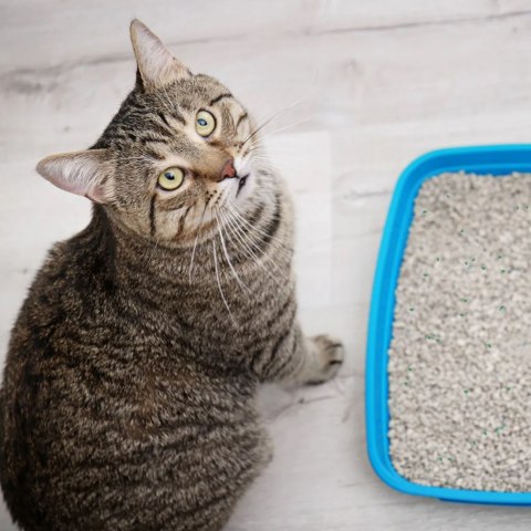 Hilton Cat Litter White Aloe 5l - żwirek biały bentonitowy o zapachu aloe vera Hilton Cat Litter White Aloe 5l - żwirek biały bentonitowy o zapachu aloe vera