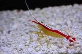 Lysmata amboinensis