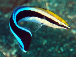 LABROIDES DIMIDIATUS