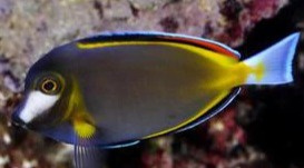 ACANTHURUS JAPONICUS