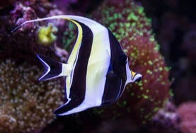 ZANKLUS CORNUTUS