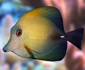 ZEBRASOMA SCOPAS L-ok 8 cm