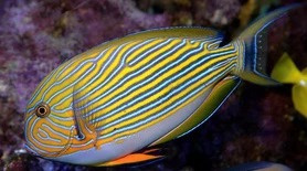 Acanthurus Lineatus S-M