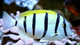 ACANTHURUS TRIOSTEGUS