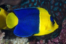 CENTROPYGE BICOLOR