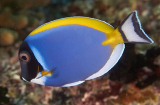 ACANTHURUS LEUKOSTERNON