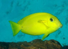 ACANTHURUS OLIVACEUS