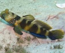 Cryptocentrus fasciatus