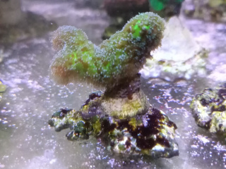 Stylophora pistillata Green fluo