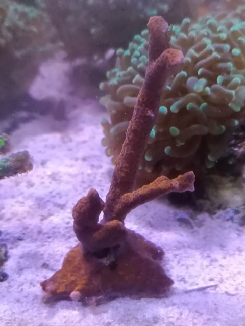 Montipora Red Montipora Red