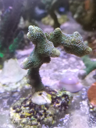 Montipora stalowa