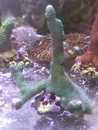 Montipora stalowa