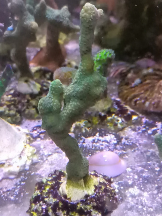Montipora green