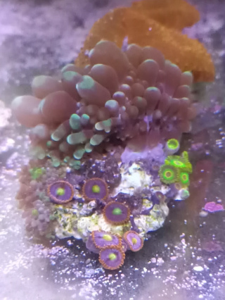 Ricoreda Yuma plus Zoa