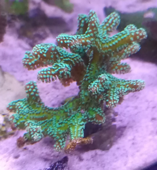 Seriatopora Caliendrum