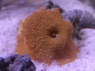 Diskocoma Orange Fluo