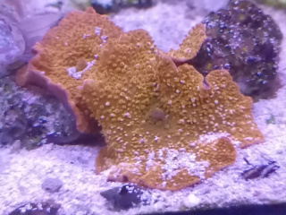 Discosoma Orange Fluo