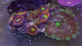 Ricordea Yuma +Zoa