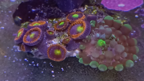 Ricordea Yuma +Zoa