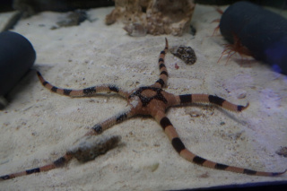 Ophiolepsis Superba Wężowidło