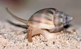 Nassarius Snail Mud