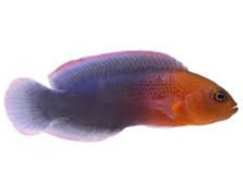 Pseudochromis dilectus