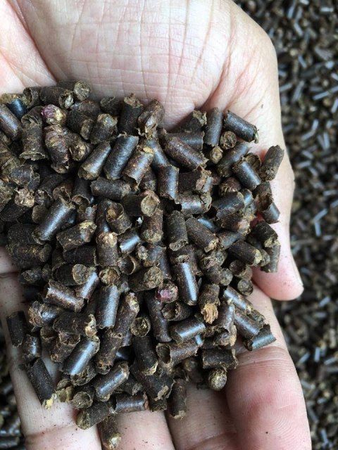 Tantora Cattapa King Stick 100g suplement z liści ketapangu Tantora Cattapa King Stick 100g suplement z liści ketapangu
