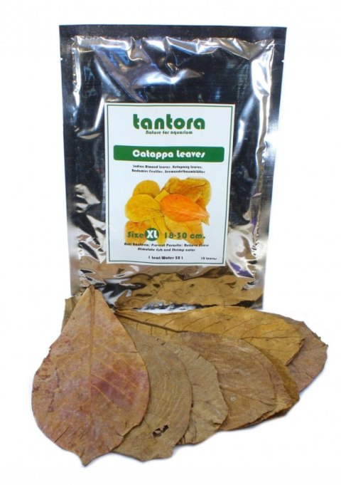 Tantora Cattapa Leaves Liście Ketapang XL 10Szt. Tantora Cattapa Leaves Liście Ketapang XL 10Szt.