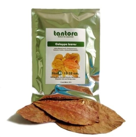 Tantora Cattapa Leaves Liście Ketapang XL 10Szt. Tantora Cattapa Leaves Liście Ketapang XL 10Szt.