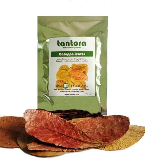 Tantora Cattapa Leaves Liście Ketapang M 10Szt. Tantora Cattapa Leaves Liście Ketapang M 10Szt.