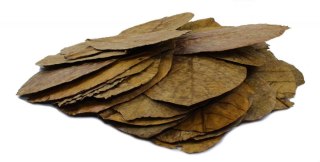 Tantora Cattapa Leaves Liście Ketapangu XL 50Szt.