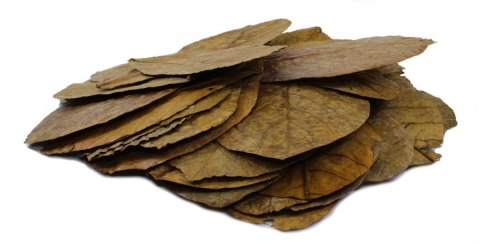 Tantora Cattapa Leaves Liście Ketapangu XL 50Szt. Tantora Cattapa Leaves Liście Ketapangu XL 50Szt.