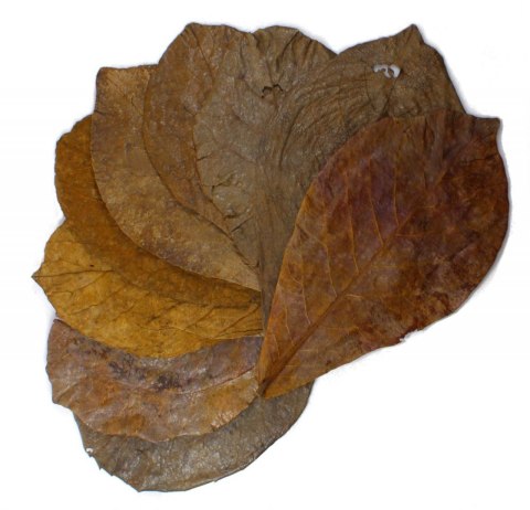 Tantora Cattapa Leaves Liście Ketapangu XL 50Szt. Tantora Cattapa Leaves Liście Ketapangu XL 50Szt.