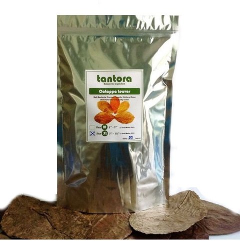 Tantora Cattapa Leaves Liście Ketapangu XL 50Szt. Tantora Cattapa Leaves Liście Ketapangu XL 50Szt.