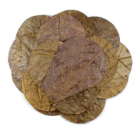 Tantora Cattapa Leaves Liście Ketapangu Nano 15Szt. Tantora Cattapa Leaves Liście Ketapangu Nano 15Szt.