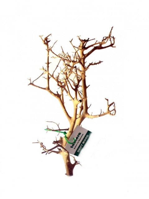 Tantora Korzeń Branch Drift Wood 25-30Cm Piękny Selekcja GRATIS!