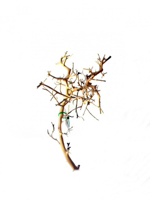 Tantora Korzeń Branch Drift Wood 25-30Cm Piękny Selekcja GRATIS!