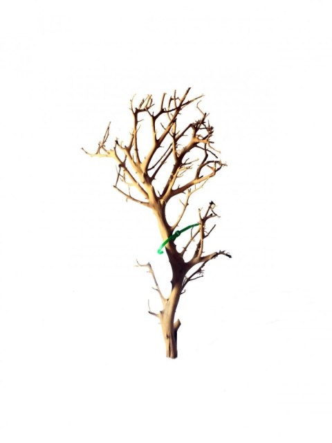 Tantora Korzeń Branch Drift Wood 25-30Cm Piękny Selekcja GRATIS!