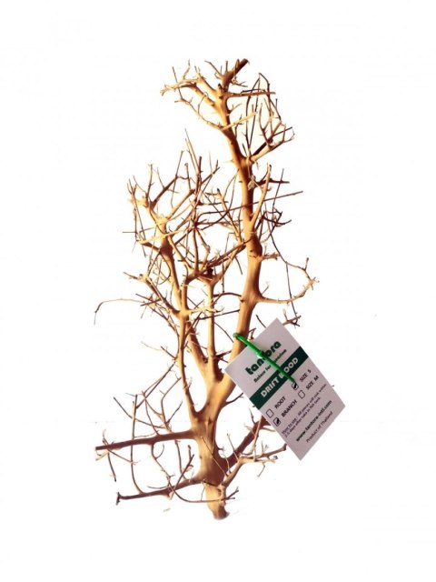 Tantora Korzeń Branch Drift Wood 25-30Cm Piękny Selekcja GRATIS!
