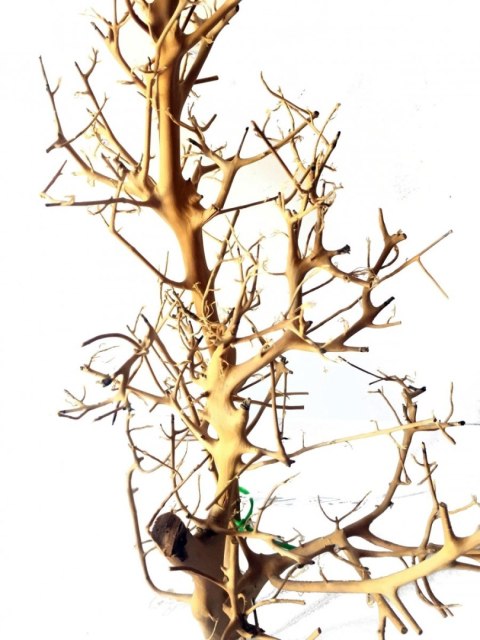 Tantora Korzeń Branch Drift Wood 25-30Cm Piękny Selekcja GRATIS!