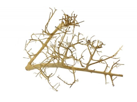 Tantora Korzeń Branch Drift Wood 25-30Cm Piękny Selekcja GRATIS!