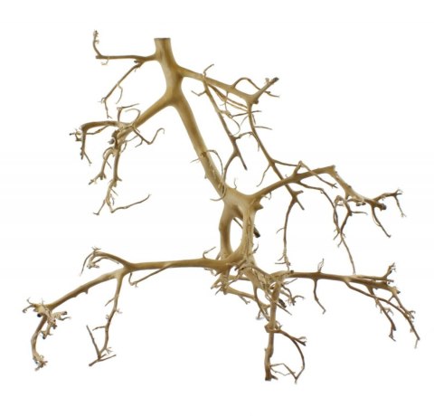 Tantora Korzeń Branch Drift Wood 25-30Cm Piękny Selekcja GRATIS!