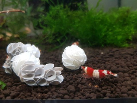Baby Shrimp Shelters Czarny 20 szt