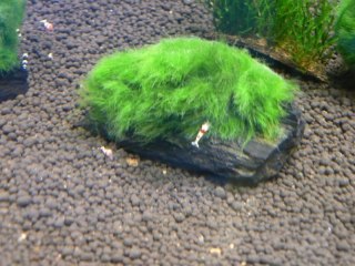 Gałęzatka Cladophora Na Lignicie 1szt