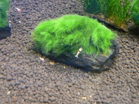 Gałęzatka Cladophora Na Lignicie 1szt