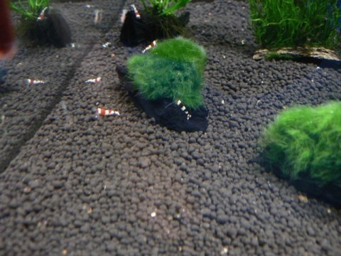 Gałęzatka Cladophora Na Lignicie 1szt