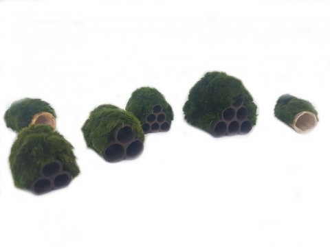 Gałęzatka Na Rurce A 50x15mm Naturalna Ozdoba Gałęzatka Na Rurce A 50x15mm Naturalna Ozdoba