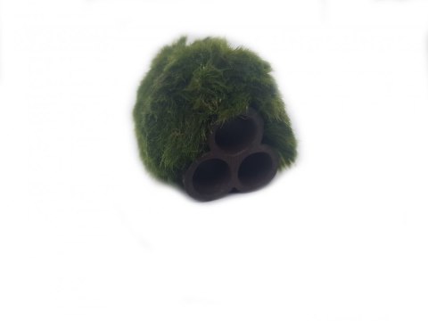 Gałęzatka Na Rurkobloczku Mikro 3-Rurki 40x30x30mm Naturalna Ozdoba Gałęzatka Na Rurkobloczku Mikro 3-Rurki 40x30x30mm Naturalna Ozdoba