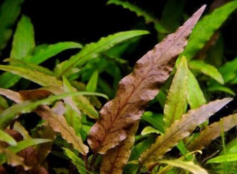 Cryptocoryne Wendtii Compact 1 sadzonka In vitro