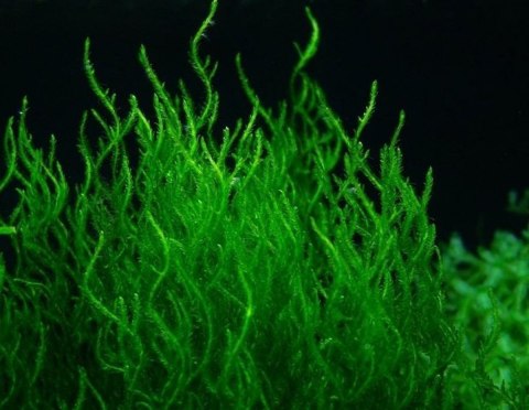 Mech Flame Moss Porcja 10 gałązek In Vitro Piękny Mech Flame Moss Porcja 10 gałązek In Vitro Piękny